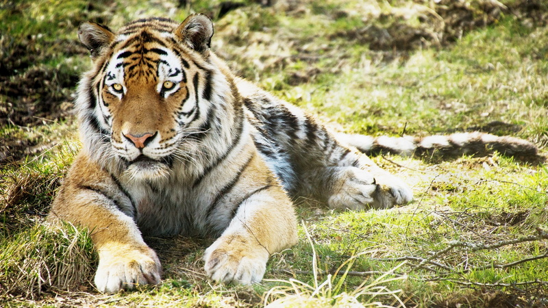 no people, outdoors, mouth open, plant, carnivora, nature, land, vertebrate, animals in the wild, sunlight, animal themes, field, mac os x tiger  download