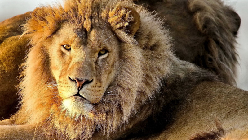 big cat, feline, vertebrate, lion - feline, 2K, animal wildlife, relaxation, male animal, animal, whisker, one animal, close-up, cat, os x lion desktop picture