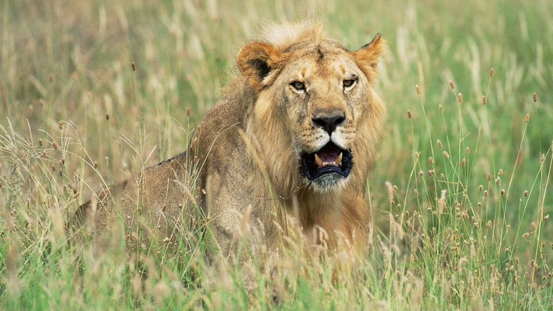 cat, land, lioness, animal themes, no people, field, outdoors, day, one animal, nature, mammal, safari, animals in the wild, os x lion desktop background