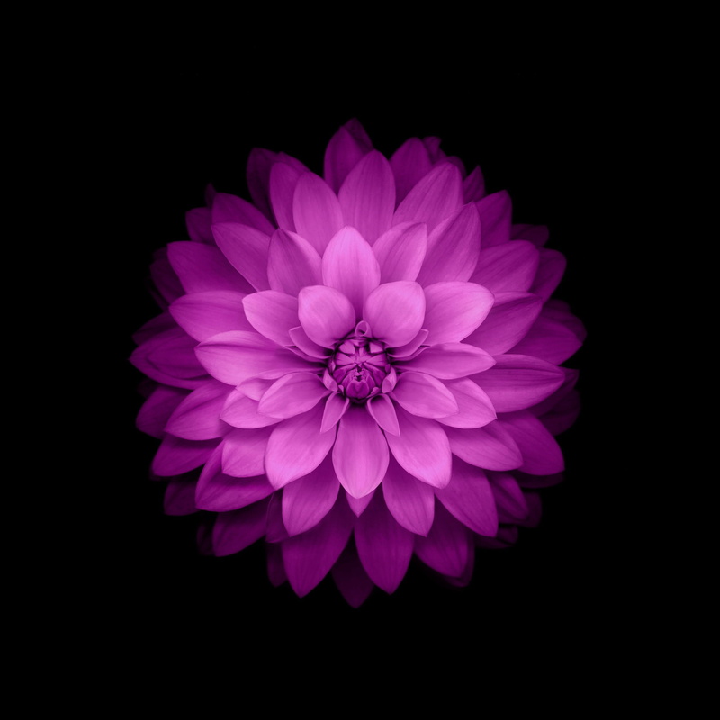 petal, vulnerability, dahlia, close-up, nature, pink color, fragility, flowers ios 8 purple flowers, inflorescence, purple, studio shot, 1080P, flower head
