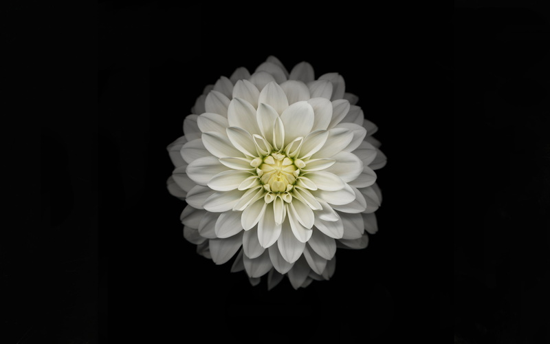 close-up, fragility, plant, single Flower, macro, black Color, petal, vulnerability, petals, beauty In Nature, isolated, iOS 8, yellow, dahlia, daisy, growth