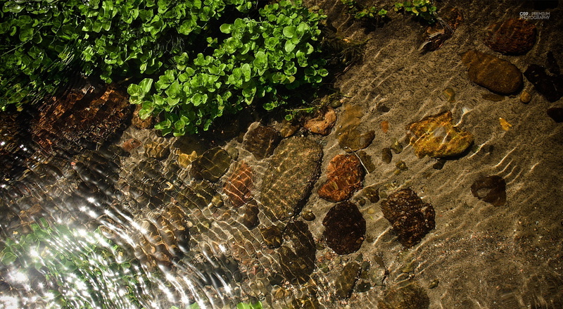 tranquility, plant, plant part, 1080P, beauty in nature, outdoors, photography, textured, day, extra, high angle view, growth, nature, body, clean, cs