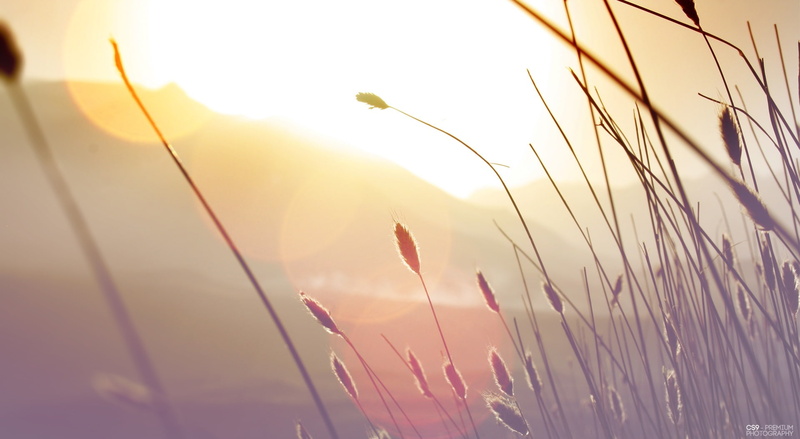 photography, lens flare, tranquil scene, view, Sun and Sky, plant, blade of grass, cs9, 1080P, beauty in nature, cs, growth, premium, land viwe - cs9