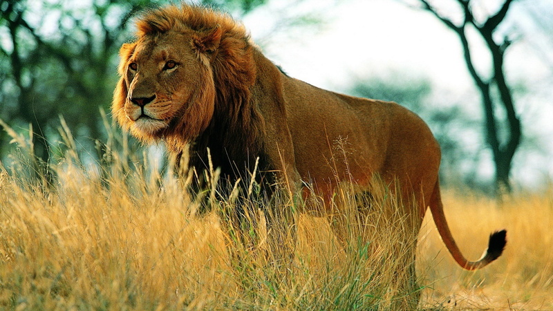 tree, grass, desktop image mac lion osx, one animal, animals in the wild, animal wildlife, no people, outdoors, feline, focus on foreground, land, lion - feline