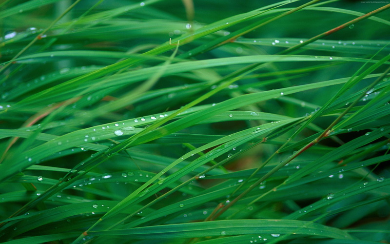 4k, dew, green, grass, 5k, 2K, OSX