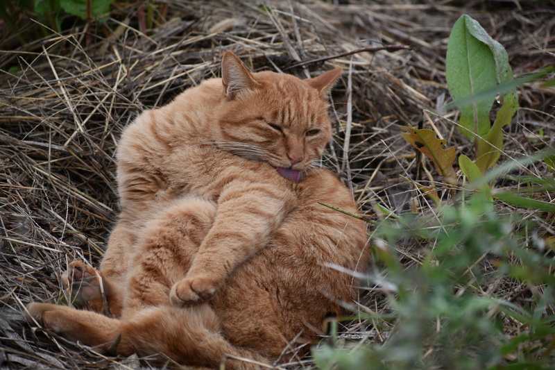 ginger cat, plant, domestic, bunking, nature, saury, landscape, pets, no people, animal head, relax, one animal, feline, sleeping, field, animal, animal themes