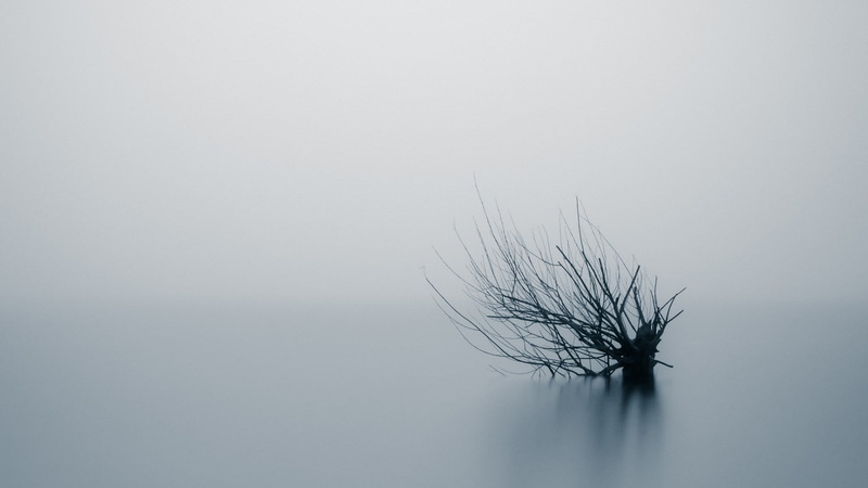 minimalism, fog, mist, reflection, beauty in nature, plant, 1080P, branch, copy space, tranquil scene, blurred, non-urban scene, sky, isolated, tree, bare tree