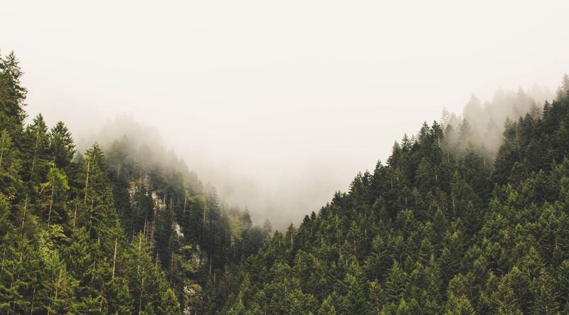 non-urban scene, day, fog, scenics - nature, nature, pine tree, tree, pine woodland, 4K, foggy, tranquil scene, forest, environment, plant, outdoors, sky
