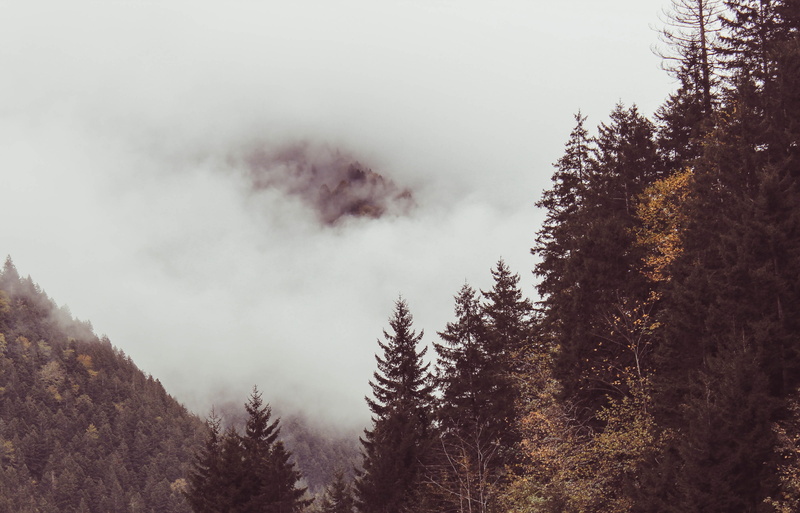 uzungöl, foggy, turkey, nature, tranquility, smoke - physical structure, tree, environment, cloud, fog, no people, green, scenics - nature, woodland, outdoors