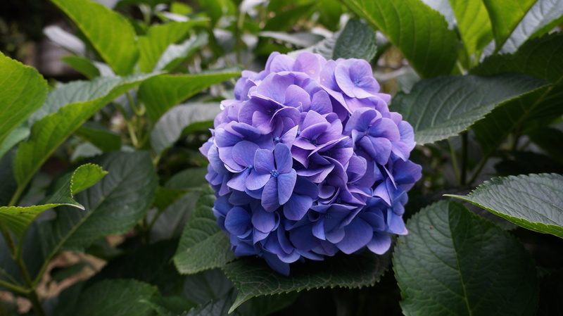 5K, plant part, flower, purple, plant, the median, freshness, green color, bunch of flowers, inflorescence, springtime, petal, beauty in nature, no people