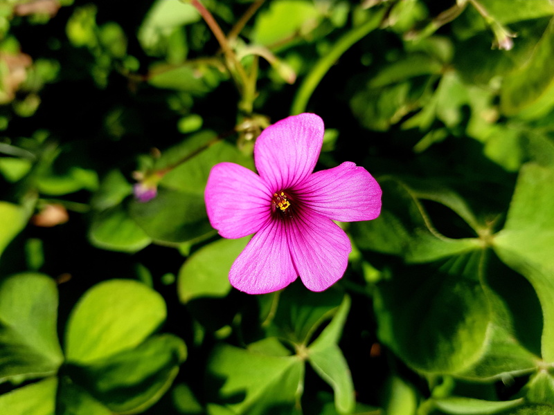 plant part, flower, garden, leaf, growth, plant, freshness, no people, pollen, 4K, day, petal, summer, nature, inflorescence, flower head, akçaabat, beauty in nature