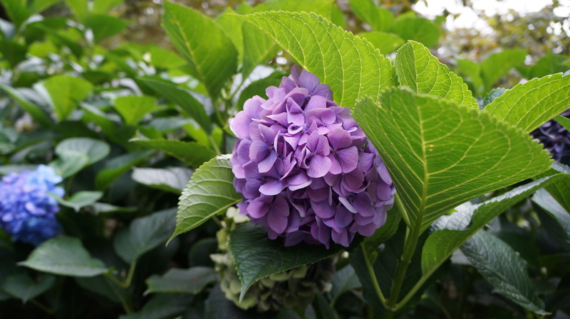 flowerbed, fragility, flower head, purple, growth, gardening, leaf, outdoors, bunch of flowers, plant part, nature, no people, close-up, beauty in nature