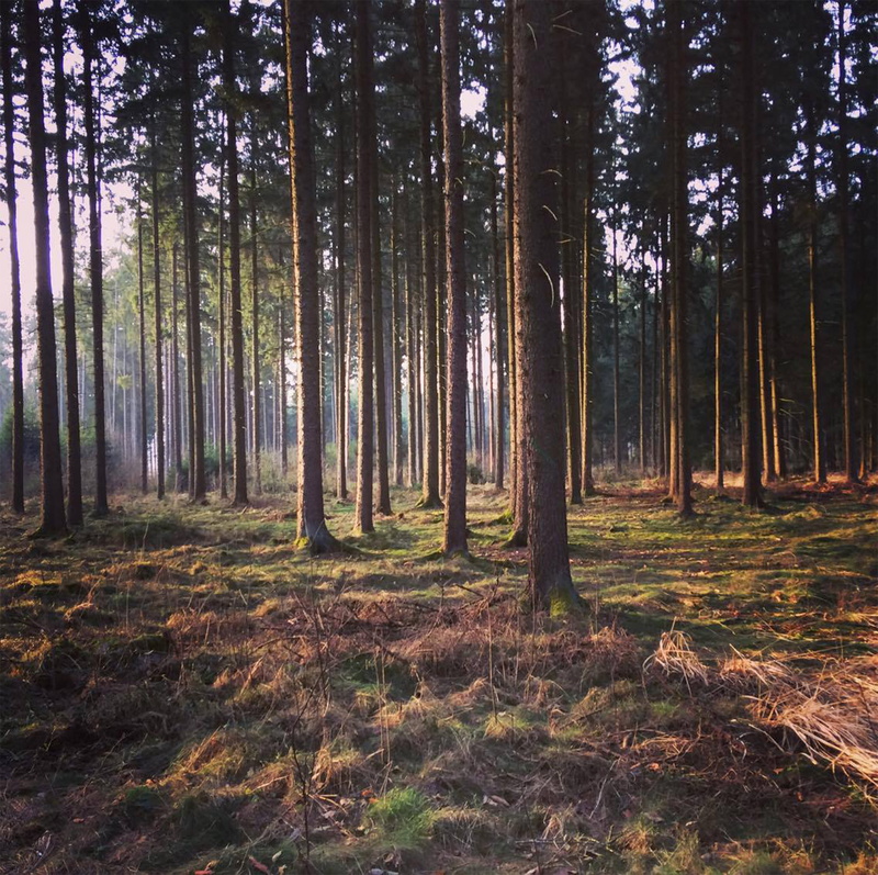 woodland, landscape, forest, environment, day, sunlight, tranquility, upper austria, 5K, land, outdoors, plant, growth, trunk, abundance, trees, tree