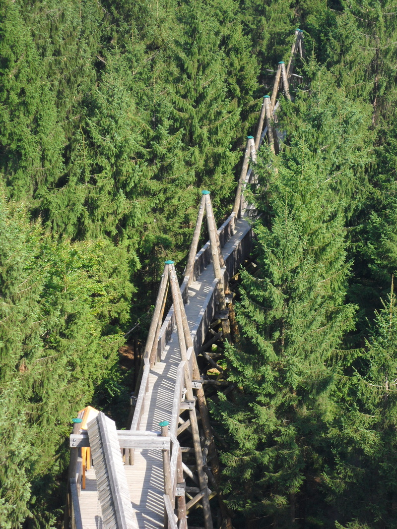 lush foliage, high angle view, woodland, land, architecture, rail transportation, kopfing, austria, treetop walk, innviertel, foliage, tree, nature, transportation
