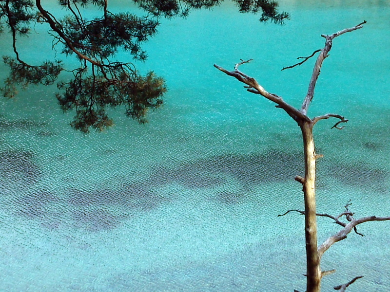 Water, growth, scenics, landscape, trunk, dead plant, blue, sky, bare tree, Upper Styria, austria, sea, low angle view, no People, day, Nature, tranquil Scene