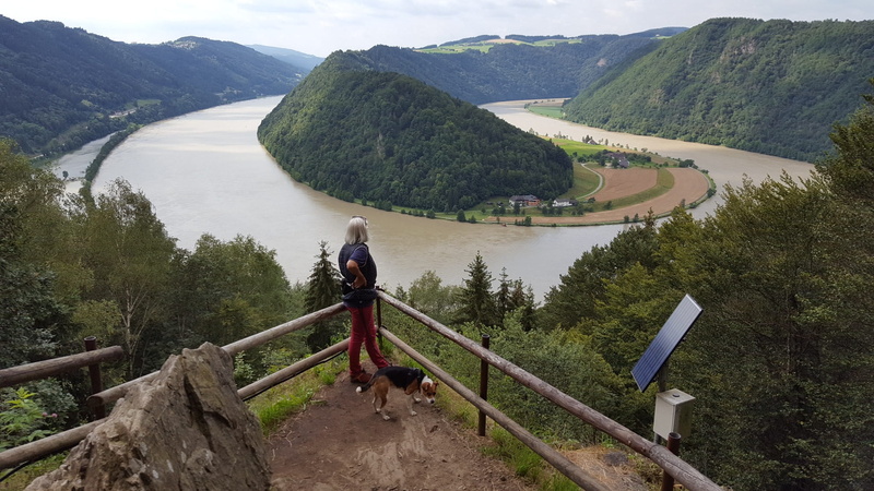 danube loop, domestic animals, railing, tree, upper austria, tranquil scene, domestic, hiking, beauty in nature, scenics - nature, nature, one person, more