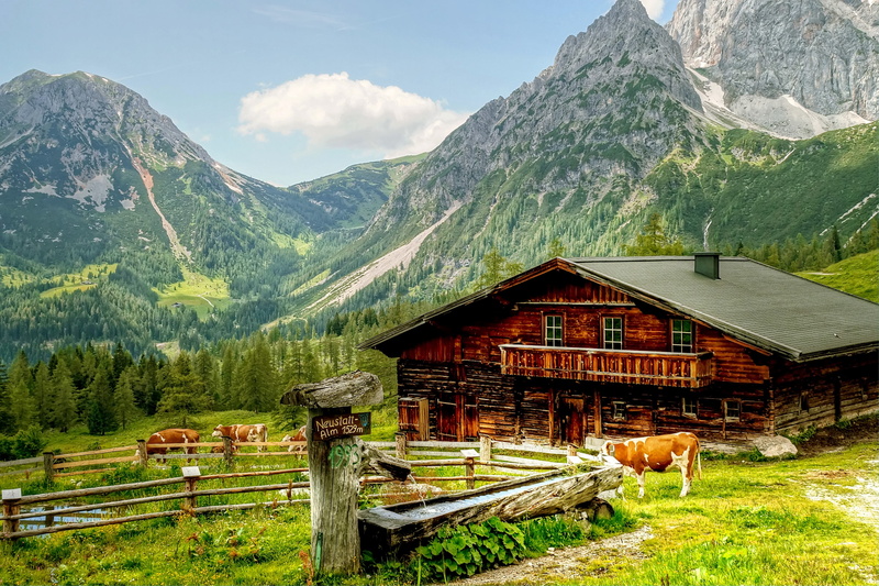 rock, livestock, tranquility, panorama, domestic, clouds, refuge, mammal, outdoors, built structure, summit, day, austria, summer, domestic animals, plant