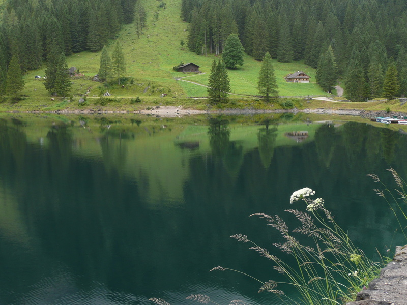 beauty in nature, non-urban scene, pine woodland, plant, water, reflection, landscape, tranquil scene, dachstein, calm, mountain, summer, growth, gosausee