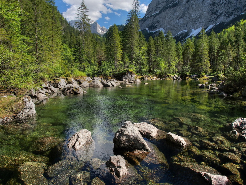 Austria, rock, plant, Republic Of Austria, Republika Austrija, beauty in nature, no people, coniferous tree, idyllic, growth, scenics - nature, shallow