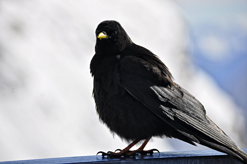 dachstein, nature, day, raven - bird, no people, perching, steiermark, focus on foreground, black color, active, mountain, animal wildlife, beak, snow
