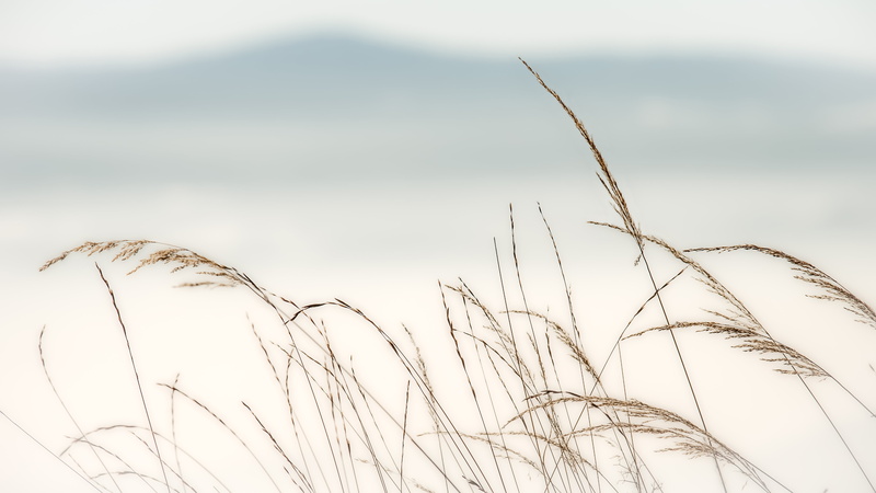 green grass, nature, outdoors, Österreich, meadow, Dry, green, Winter, Gemeinde, Landscape, plant, Gschnaidt, Steiermark, grass, 5K