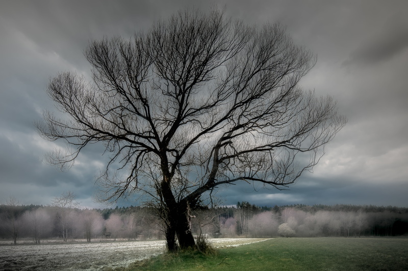 nature, black, tree, silhouette, Österreich, surreal, pattern, plant, spring, sky  landscape, fog, clouds, sunset, organic, Skeleton Tree, weather, outdoor