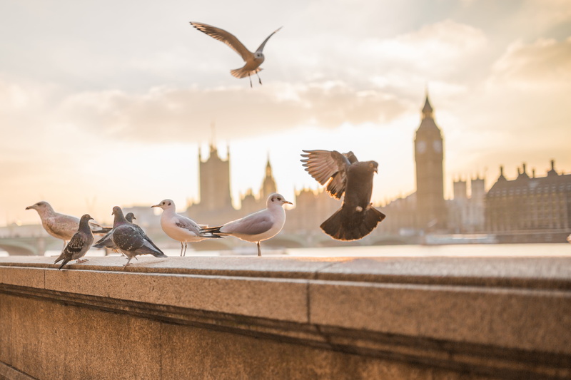 nature, seagulls, spread wings, no people, flock of birds, white, vertebrate, architecture, london, group of animals, blurred, big ben, animal, building