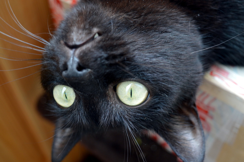 body part, animal head, cat, portrait, animals, housecat, black color, delighting, domestic cat, view, close-up, pet, cat eyes, animal eye, black cat, surprise