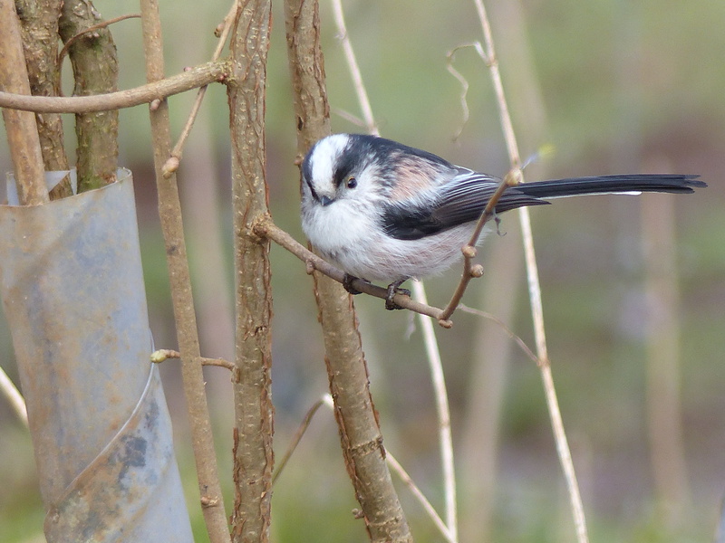 Coal Tit, Brambling, branch, ABBEY  National, 4K, Long Tailed Tit, LTT, nature, Derbyshire, National Trust, Great Spotted Woodpecker, beak, bird, outdoors
