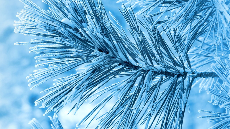 beauty in nature, texture, backgrounds, needle - plant part, ice, digital, palm tree, liquid, winter, greenish blue, growth, art, transparent, peacock