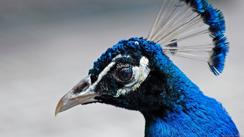 one animal, nature, bird, animal head, close-up, looking, side view, blue, no people, focus on foreground, 1080P, animal body part, animal wildlife, beak