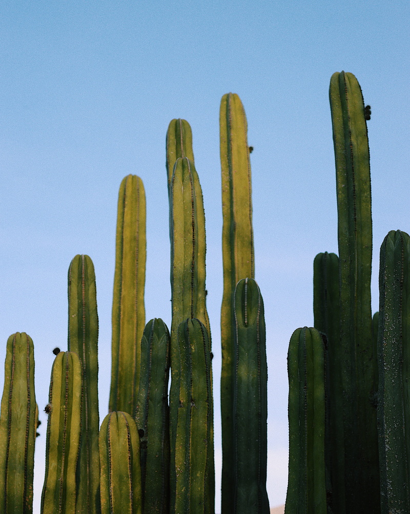 light, cacti, sky, no People, daytime, green, succulent, cactus, plant, greenish, backgrounds, summer, outdoors, blue sky, shadow, blue, 4K, cactu, desert