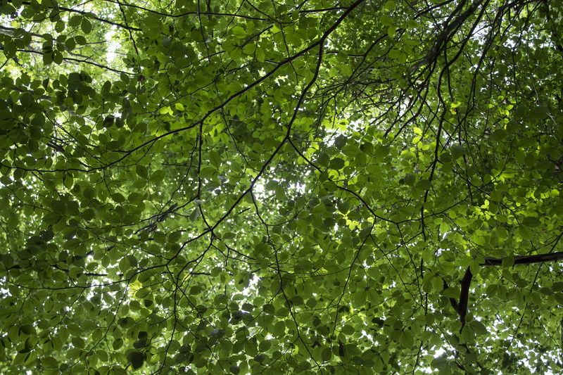 netherlands, green leaves, lush foliage, low angle view, autumn, day, no people, blue sky, season, leaves, nature, green Color, branches, backgrounds, plant