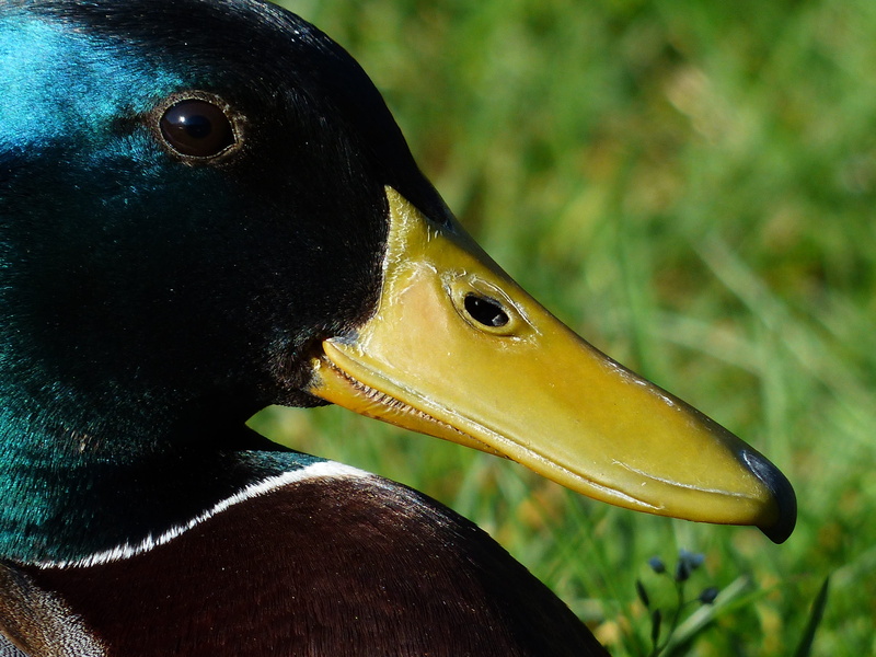 greenish, nature, animals in the wild, outdoors, bill, bluish, profile view, mallard, close-up, animal mouth, swimming duck, yellow, vertebrate, animal body part