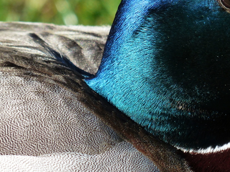 one animal, animal wildlife, bluish, Neck, animals in the wild, neck ring, high angle view, Ducks, metallic, pattern, swimming duck, blue metal ich, march duck