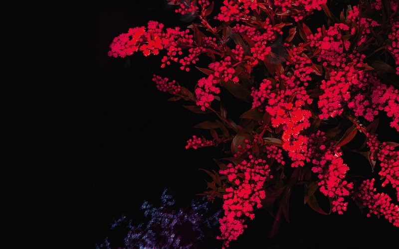 flower head, low angle view, night, flower, tree, bunch of flowers, beauty in nature, petal, growth, blossom, flowering plant, springtime, close-up, ios9