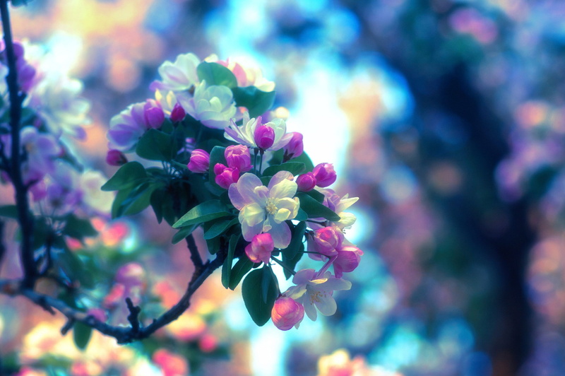 1080P, apple, purple, flowering, petaled, flower, white, spring