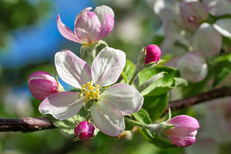 springtime, freshness, spring, petal, pink color, outdoors, purple, flowers, plant, photo, softness, no people, closeup, close-up, bloom, fragility, close