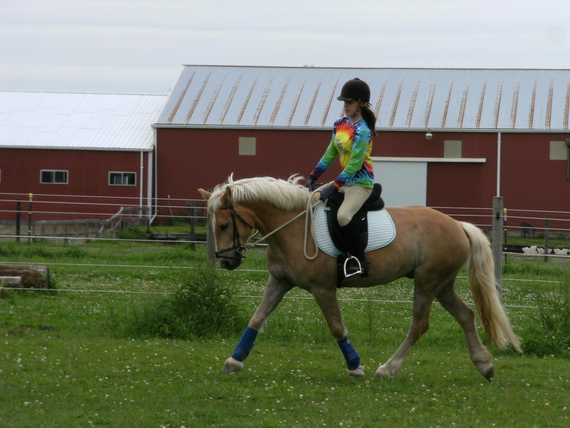 dressage, pretty, 1080P, riding, animals, murray