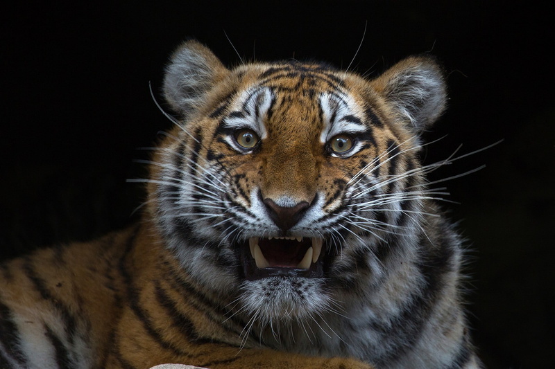 big cats, animal, carnivora, animal body part, one animal, whisker, animal mouth, mouth open, animal head, animal eye, fangs, tiger, vertebrate, animal themes