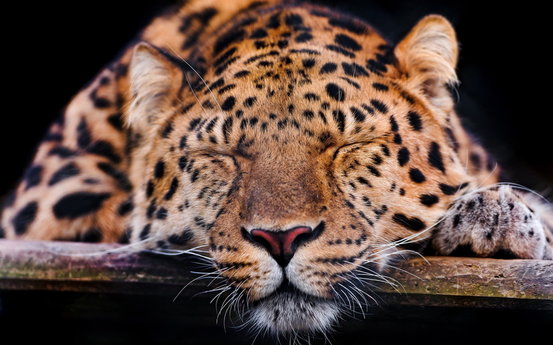 2K, Leopard, Sleep, Rest, Amur
