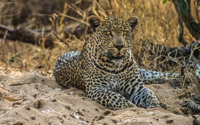Cat, Predator, Sand, 1080P, Leopard, Wild