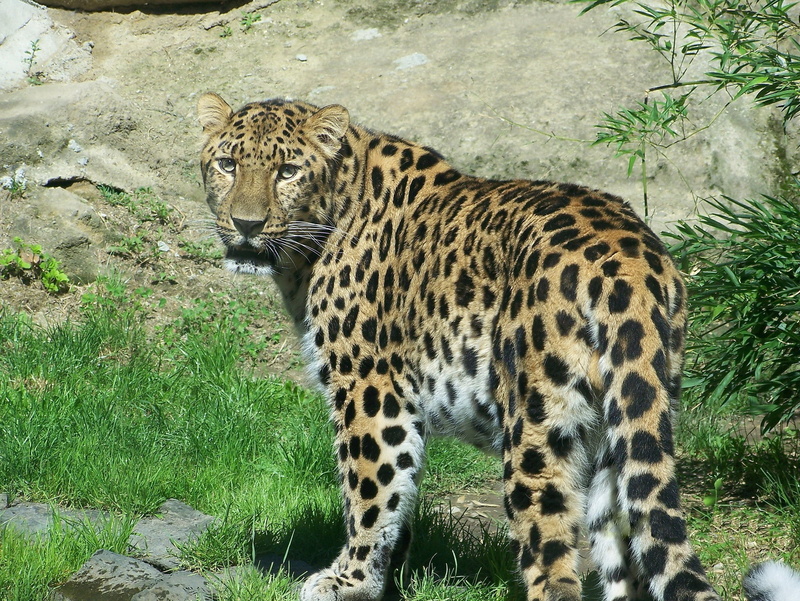 predatory, 1080P, black, spotted, leopard, amur leopard, orange, the Amur, sight, amur