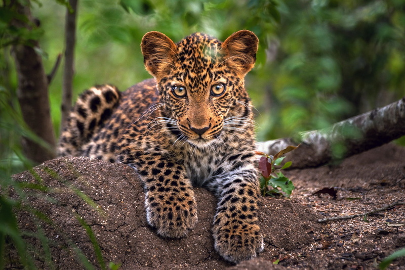 looking at camera, pets, one Animal, spotted, portrait, danger, fur, cheetah, outdoors, animals Hunting, african Leopard, nature, feline, savannah, wilderness Area