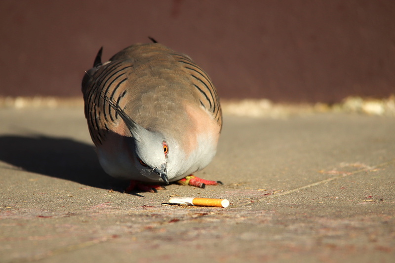 fauna, pollution, cigars, sydney, selective focus, enviroment, garbage, footpath, surface level, shadow, sunlight, close-up, food, maroubra beach, bird