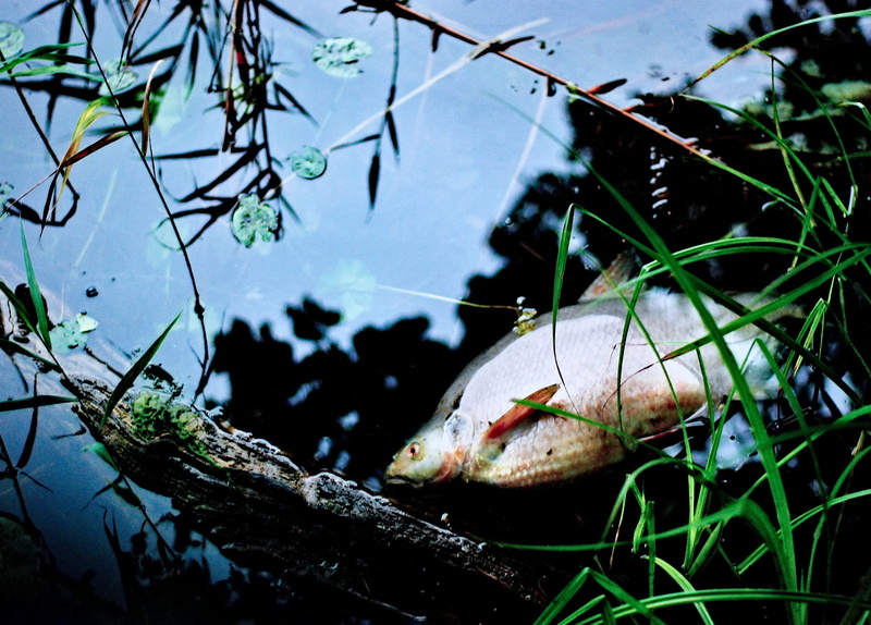 plant, outdoors, 2K, toxic, no people, plant part, swimming, nature, contamination of the, one animal, leaf, water, poisoning the environment, gray, branch
