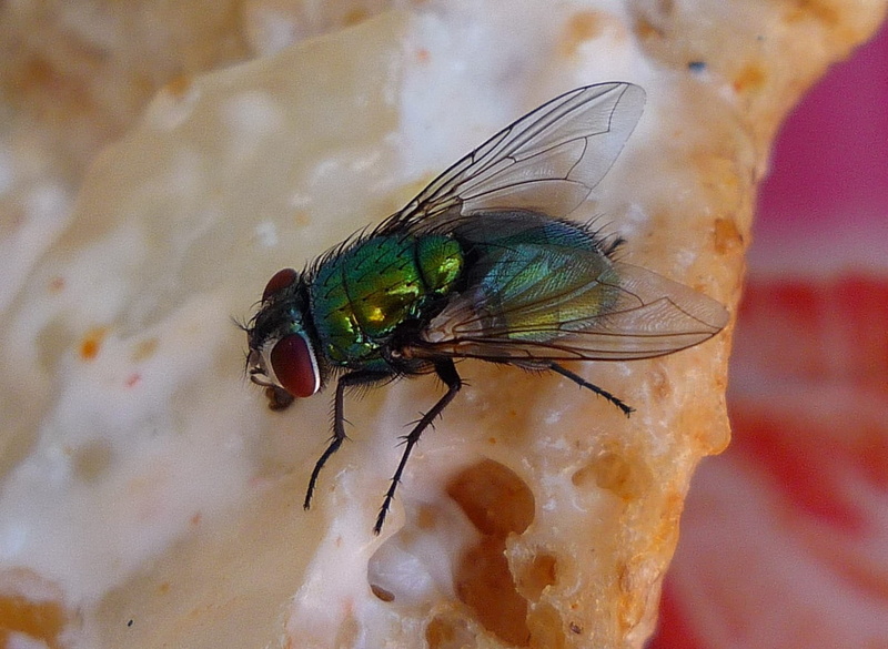 carrier, Wing, insect, close-up, focus on foreground, Pest, animals in the wild, animal wildlife, unhygienic, Bug, repellent, animal themes, Insects, invertebrate