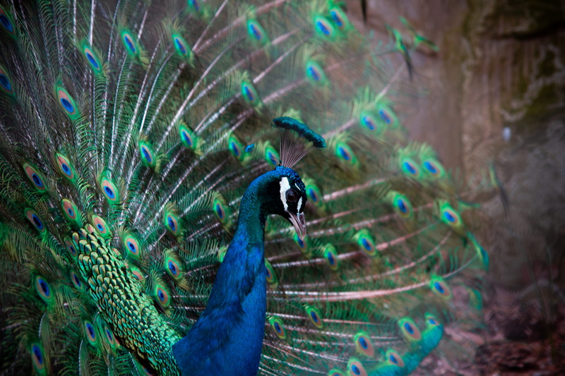 colours, blackbird, one animal, tree, land, fur, animal, animal wildlife, pheasant, stone, blue, animal body part, nature, fanned out, male animal, animals