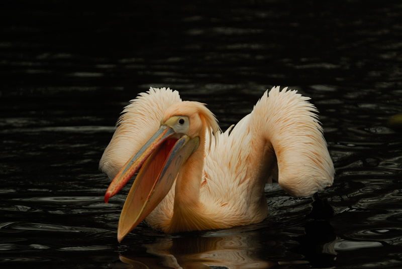 wildlife, day, 4K, nature, beak, focus on foreground, waterfront, bird, close-up, pelican, animal wildlife, animal themes, water, vertebrate, artis, lake