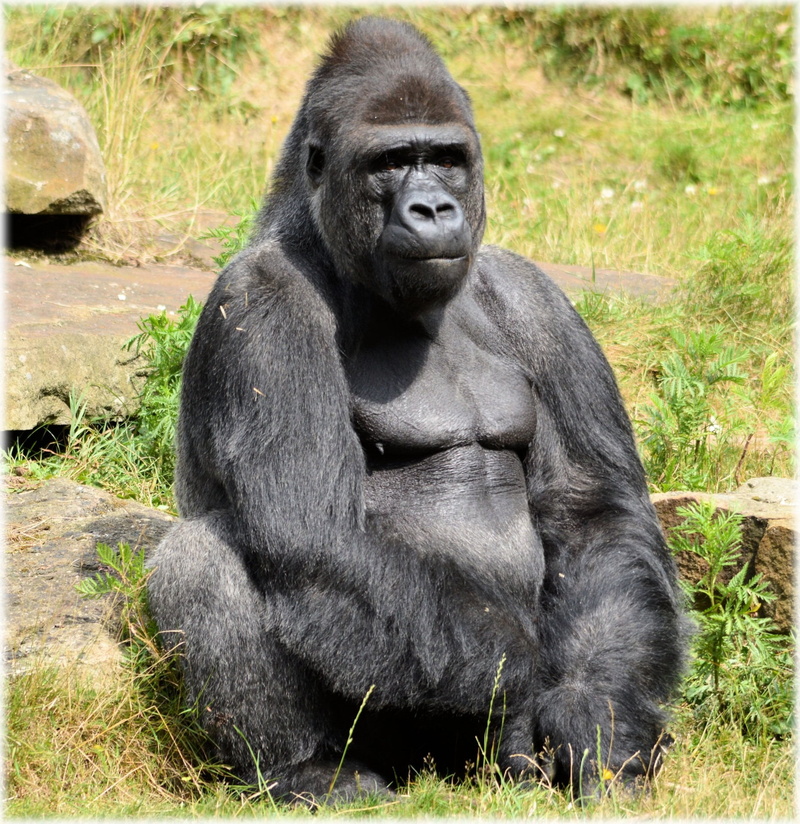 holland, africa, plant, wildlife, sitting, ape, people, rwanda, gorilla, animal, portrait, 1080P, apenheul, one animal, series, grass, amsterdam, mammal